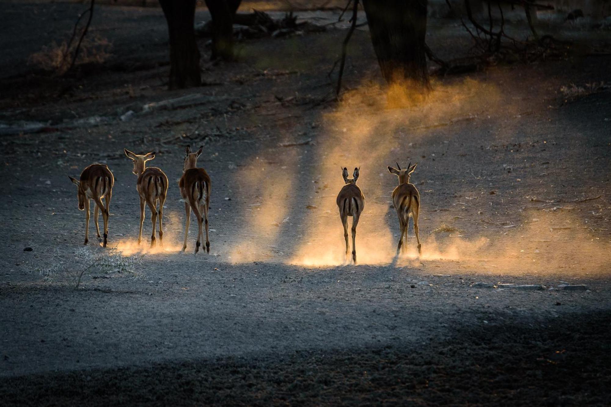 Gabus Safari Lodge Otavi Exteriér fotografie