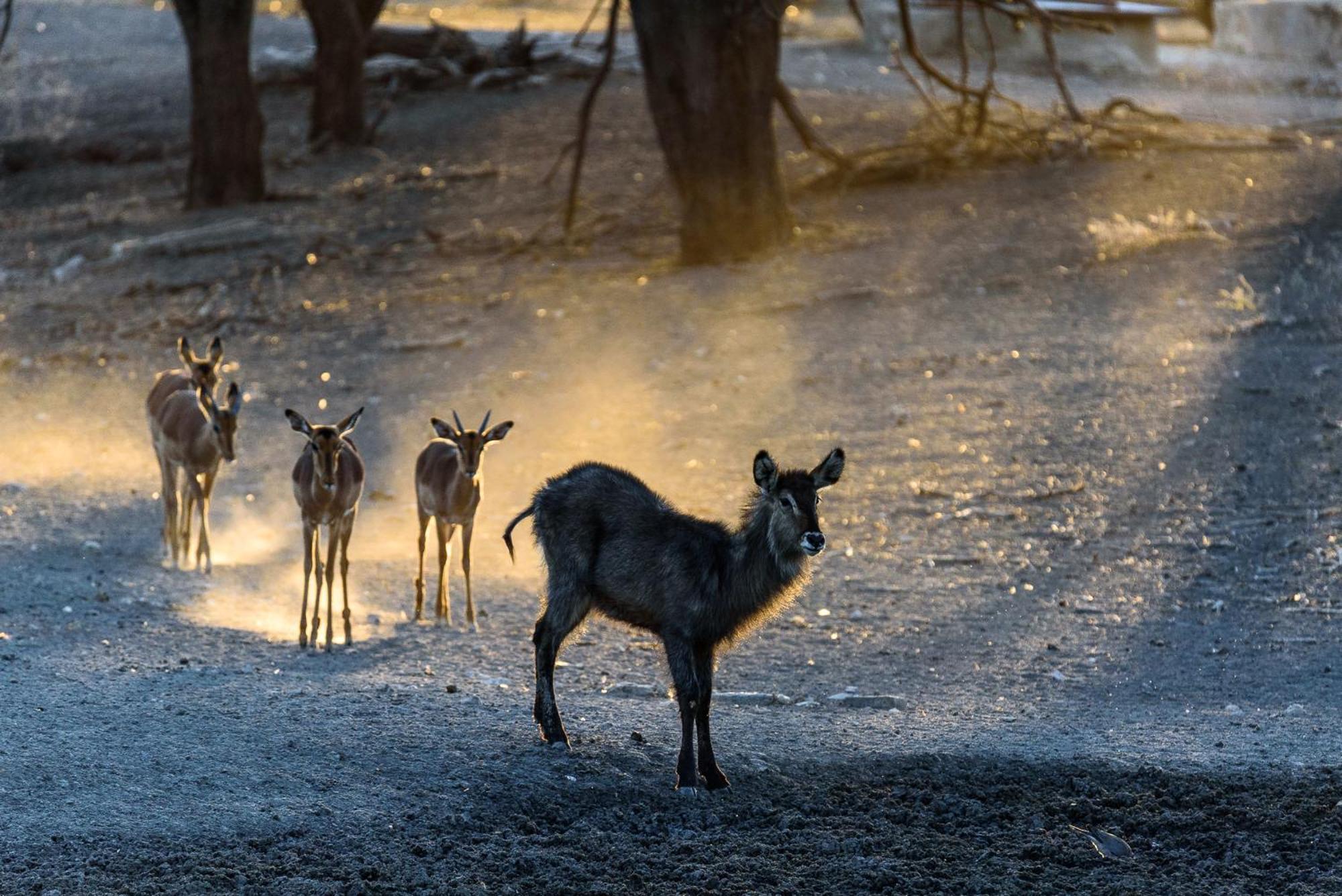 Gabus Safari Lodge Otavi Exteriér fotografie