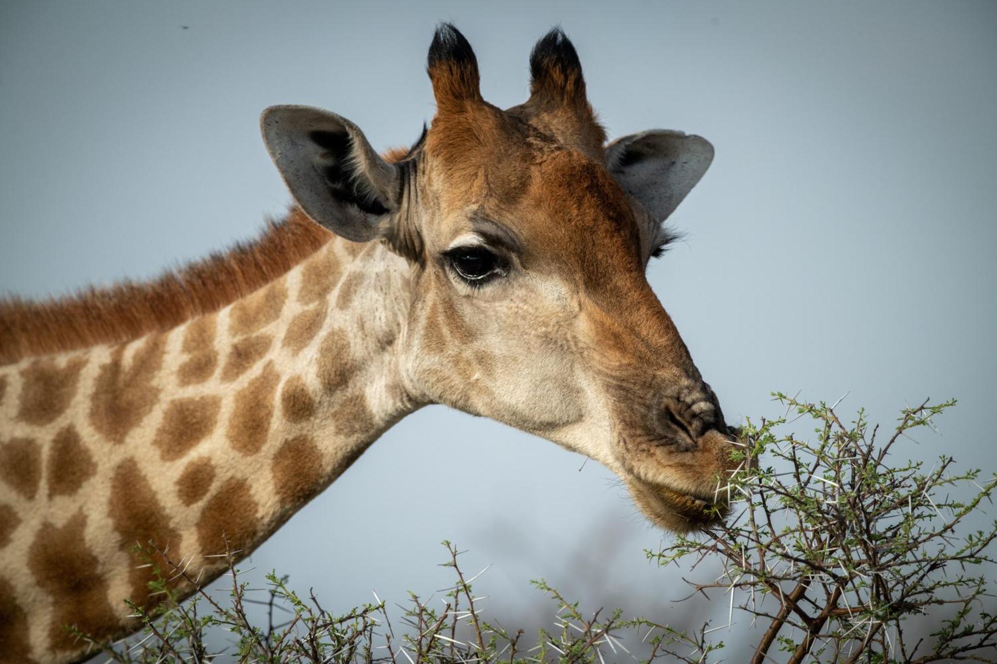 Gabus Safari Lodge Otavi Exteriér fotografie