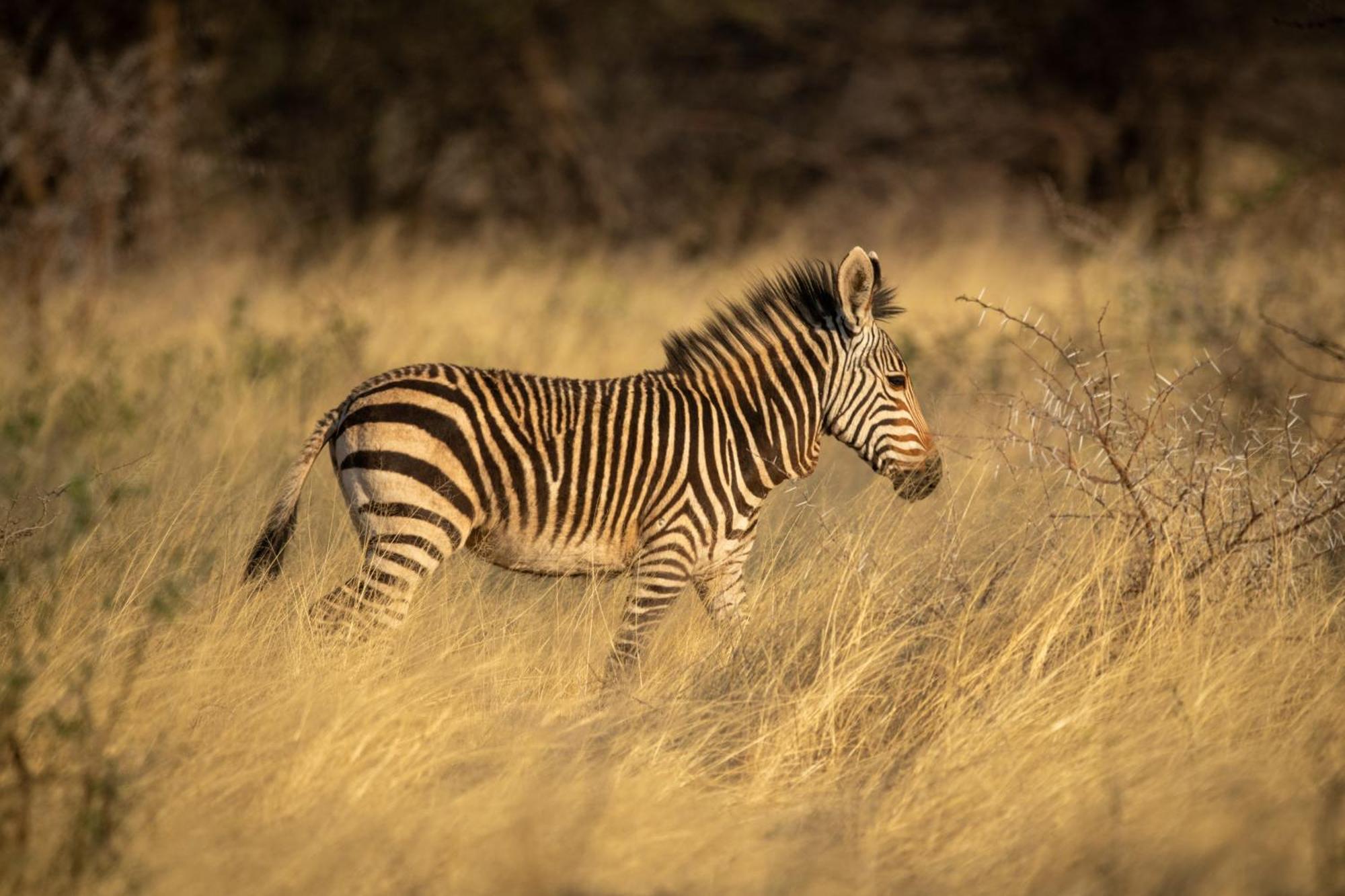 Gabus Safari Lodge Otavi Exteriér fotografie