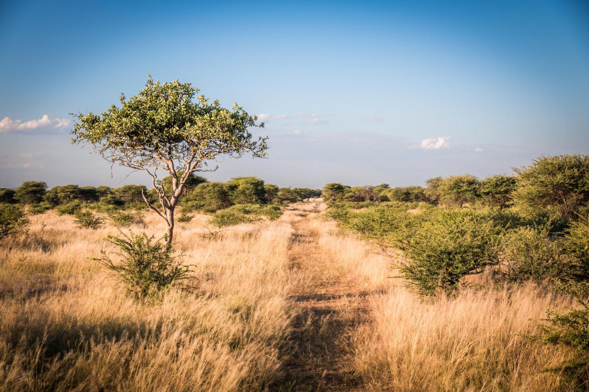 Gabus Safari Lodge Otavi Exteriér fotografie